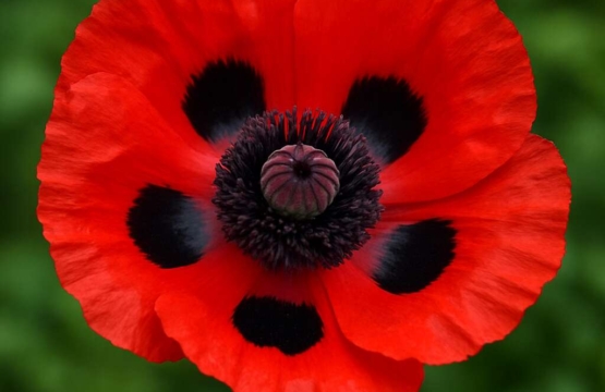 Papaver meiklei