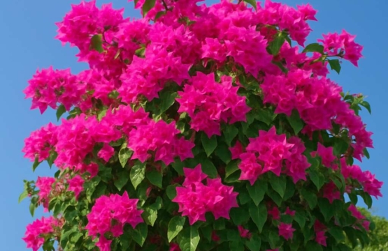 Bougainvillea Bougainvillea glabra