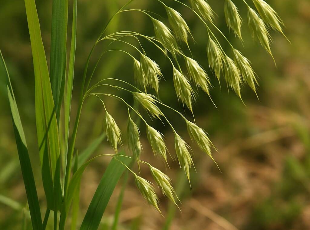 Bromus bidentatus