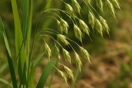Bromus bidentatus
