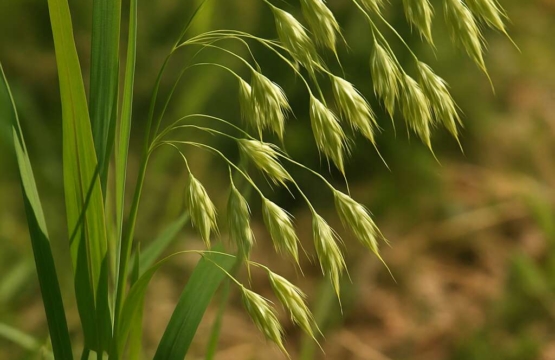 Bromus bidentatus