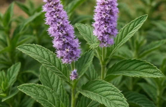 Mentha longifolia subsp. cyprica