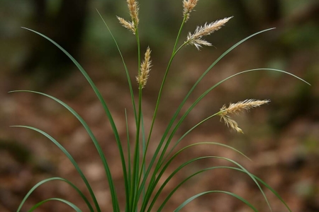 Carex troodi