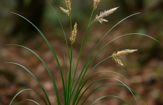 Carex troodi