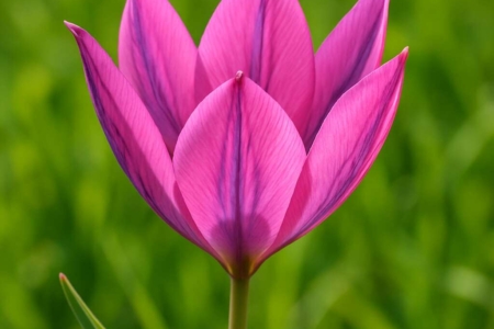 Tulipa akamasica