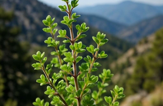 Micromeria chionistrae