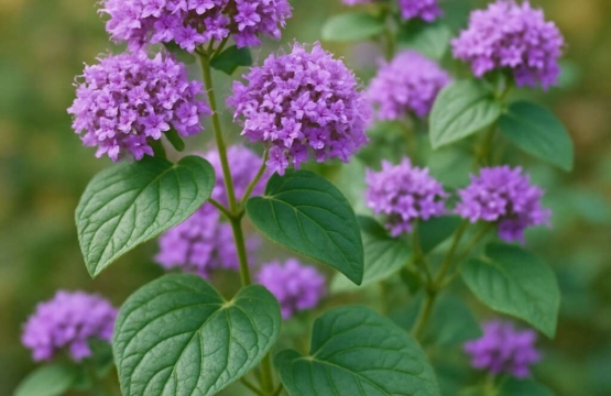 Origanum cordifolium
