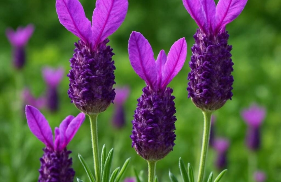 French Lavender	Lavandula stoechas