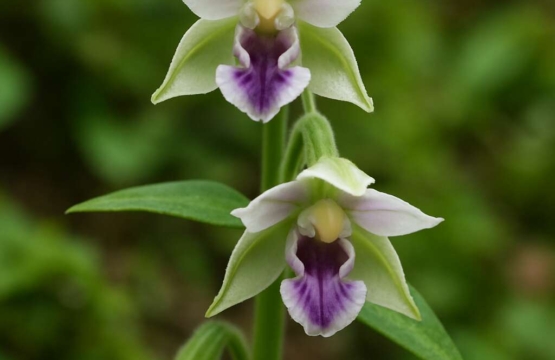 Cyprus Helleborine (endemic) Epipactis troodi