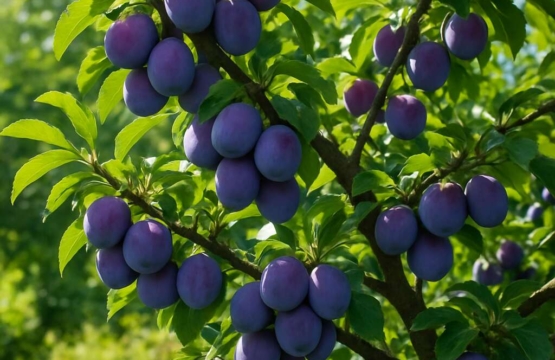 Plum Tree Prunus domestica