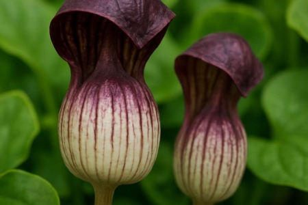 Friar’s Cow Arisarum vulgare