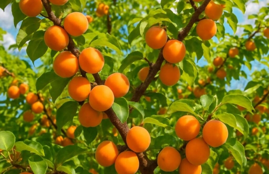 Apricot Tree Prunus armeniaca