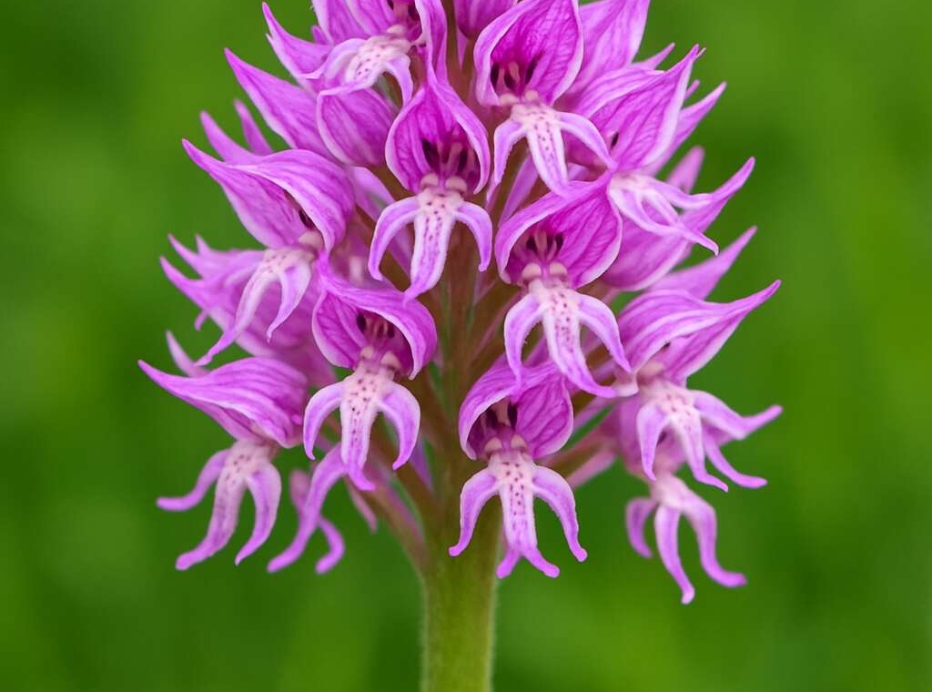 Naked Man Orchid Orchis italica