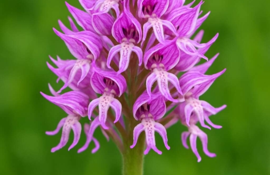 Naked Man Orchid Orchis italica