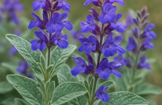 Sage Salvia fruticosa