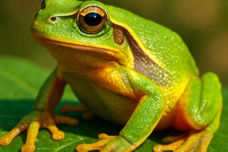 Tree Frog Hyla savignyi
