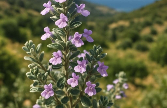 Cyprus Basil Thyme (endemic) Acinos exiguus