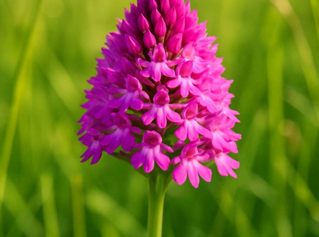 Pyramidal Orchid Anacamptis pyramidalis