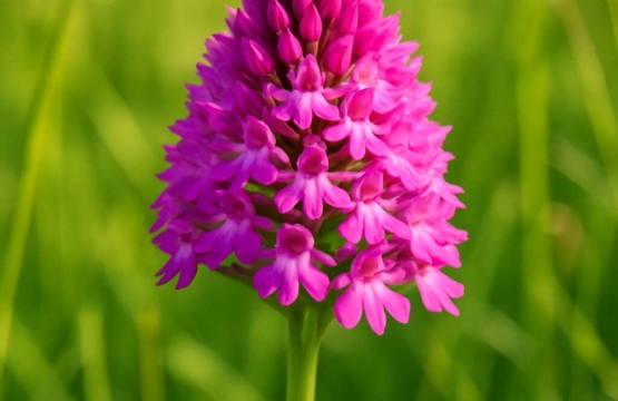 Pyramidal Orchid Anacamptis pyramidalis
