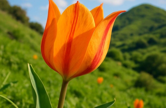 Cyprus Tulip (endemic) Tulipa cypria
