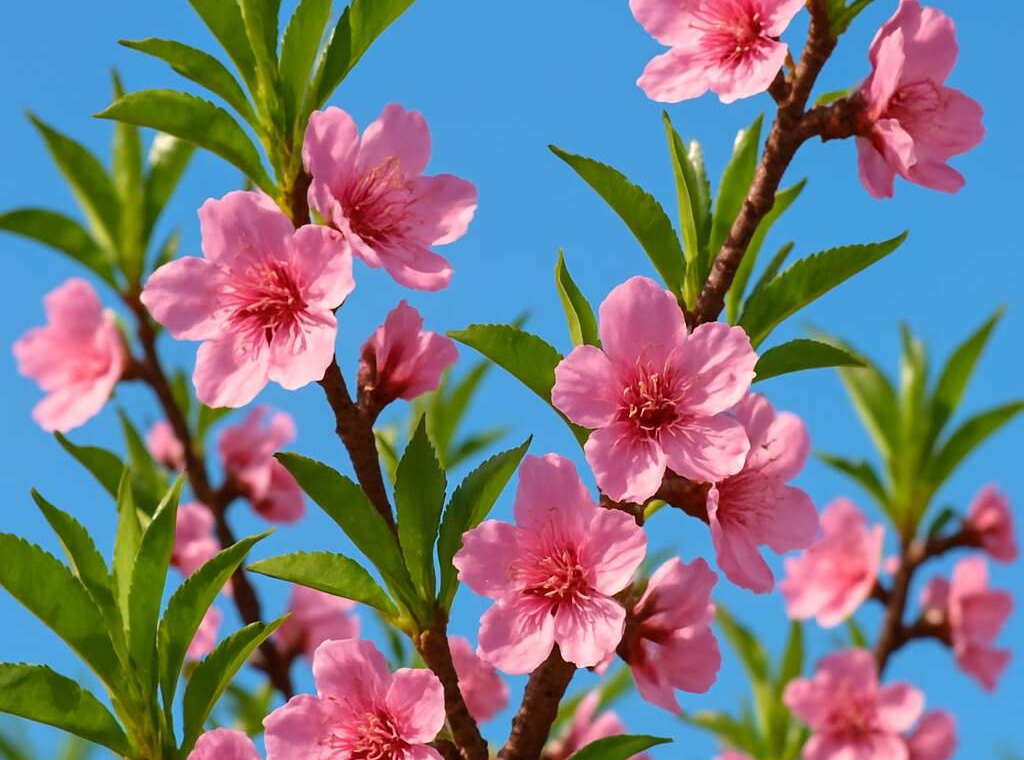 Peach Tree Prunus persica