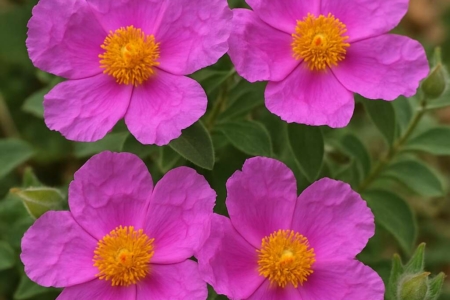 Rock Rose Cistus creticus