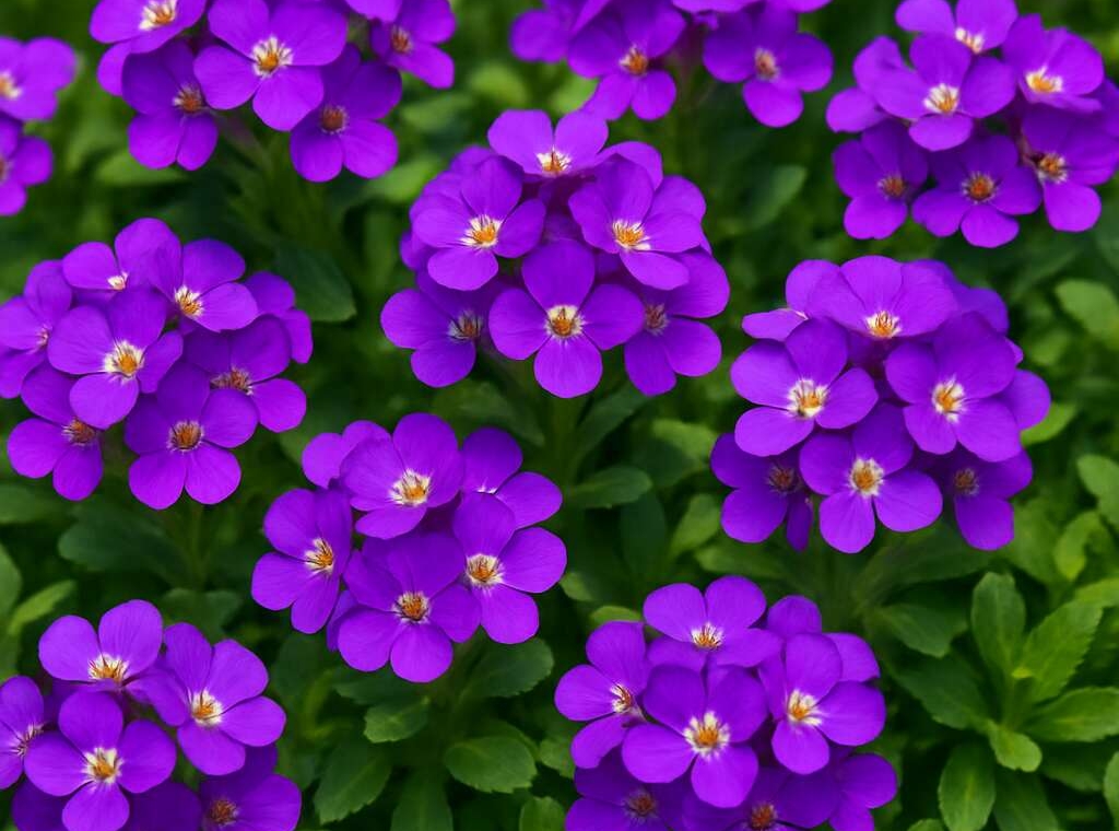 Arabis purpurea