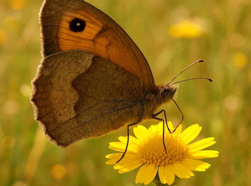 Cyprus Meadow Brown (endemic) Maniola cypricola