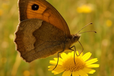 Cyprus Meadow Brown (endemic) Maniola cypricola