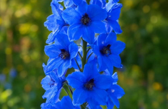 Delphinium caseyi
