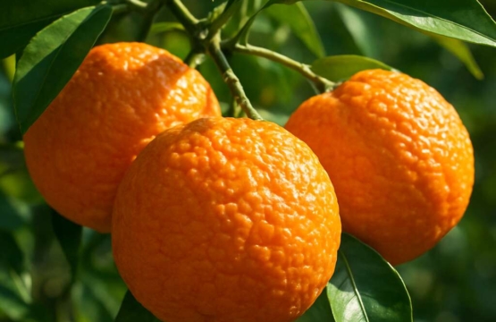 Citrus (Bitter Orange) Citrus aurantium