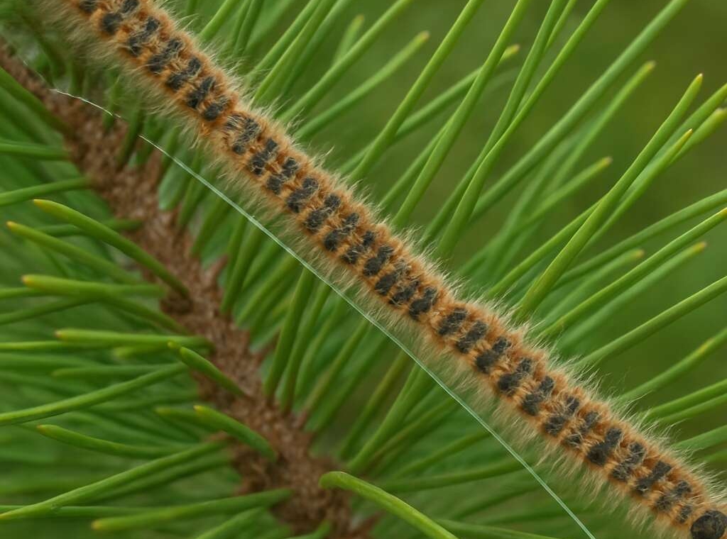 Pine Processionary Moth Thaumetopea pityocampa