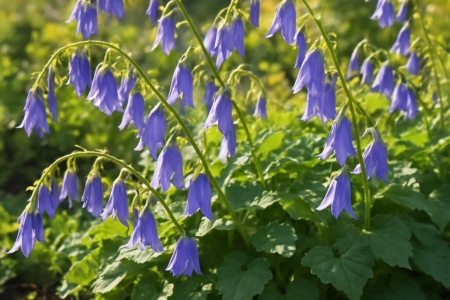 Campanula veneris
