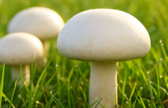 Field Mushroom	Agaricus campestris