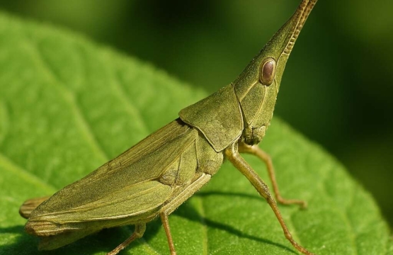 Cyprian Cone-headed Grasshopper Truxalis eximia cypria