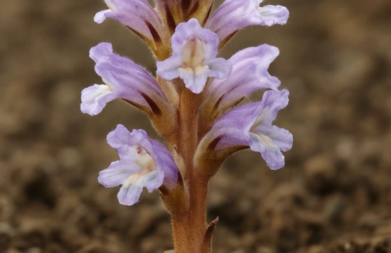 Orobanche zosimae