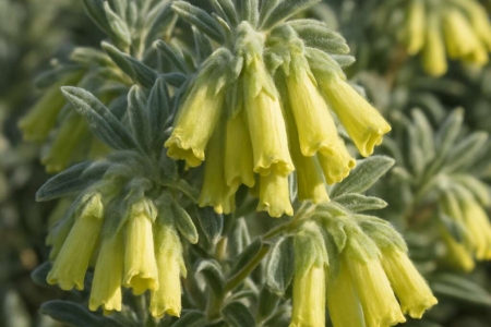 Onosma fruticosa