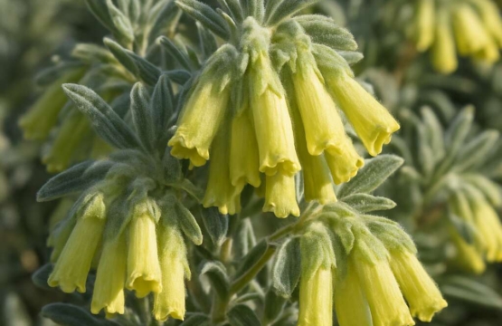Onosma fruticosa