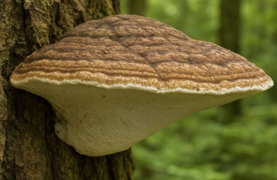 Ganoderma Ganoderma applanatum