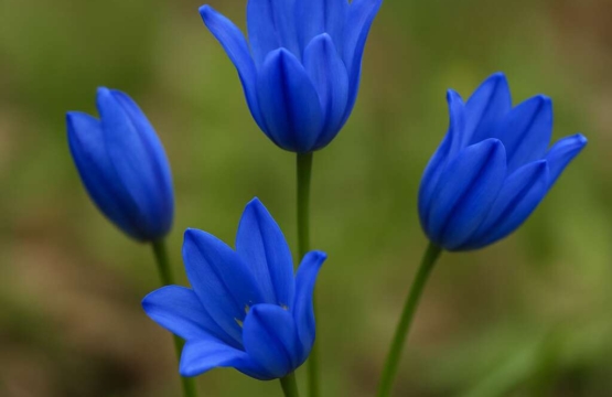 Hyacinthella millingenii