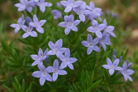 Asperula cypria