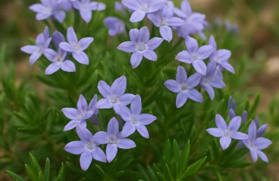 Asperula cypria
