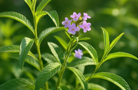 Lemon Verbena Aloysia citrodora