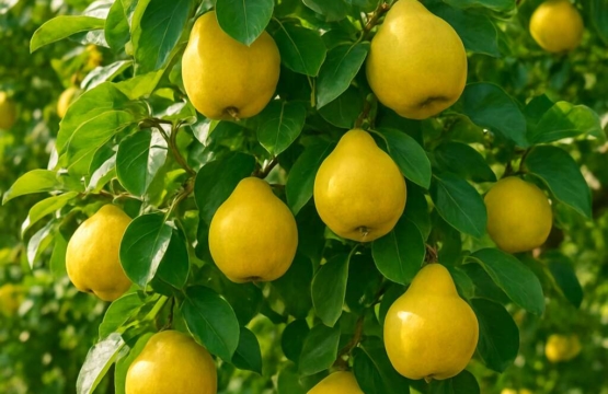 Quince Cydonia oblonga