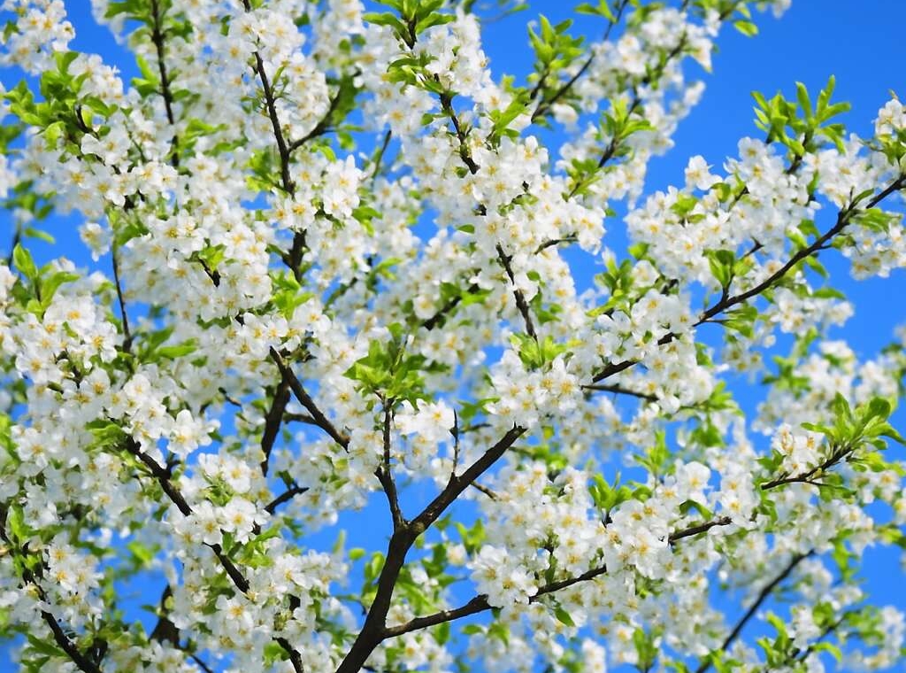 Cherry Tree Prunus avium