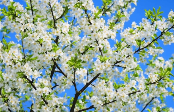 Cherry Tree Prunus avium