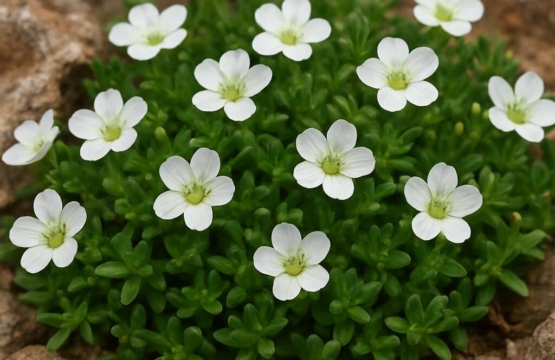 Arenaria rhodia subsp. cypria