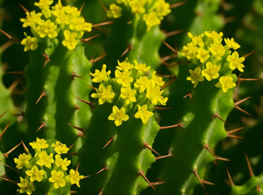 Euphorbia lemesiana