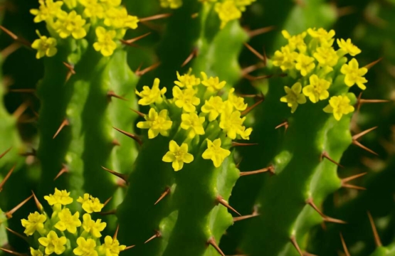 Euphorbia lemesiana