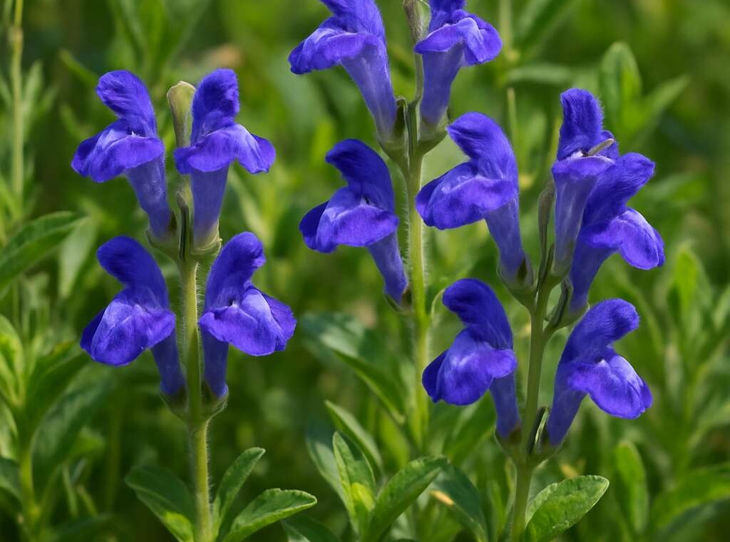 Scutellaria cypria subsp. elatior